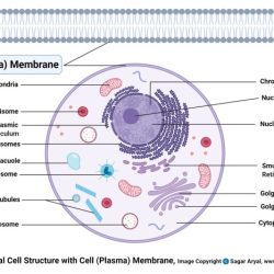 The cell membrane worksheet answers