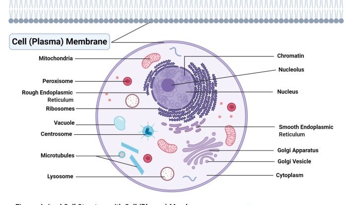 The cell membrane worksheet answers