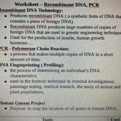 Dna profiling practice worksheet answer key