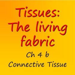 Ch 4 tissue the living fabric