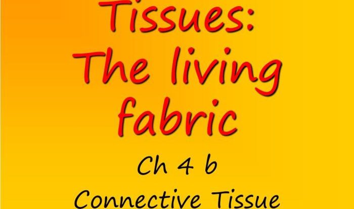 Ch 4 tissue the living fabric