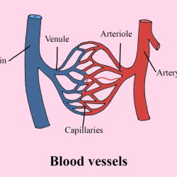 Blood vessels structure gcse function capillaries arteries functions veins different their table size its body carrying lumen three opening revision