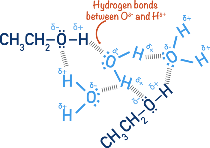 Ethyl alcohol likely exhibits more hydrogen bonding than water